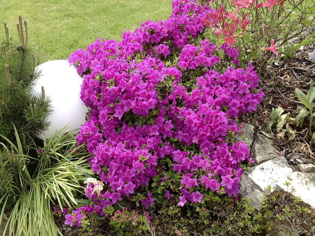 Japanische Azaleen, Blütenpracht 