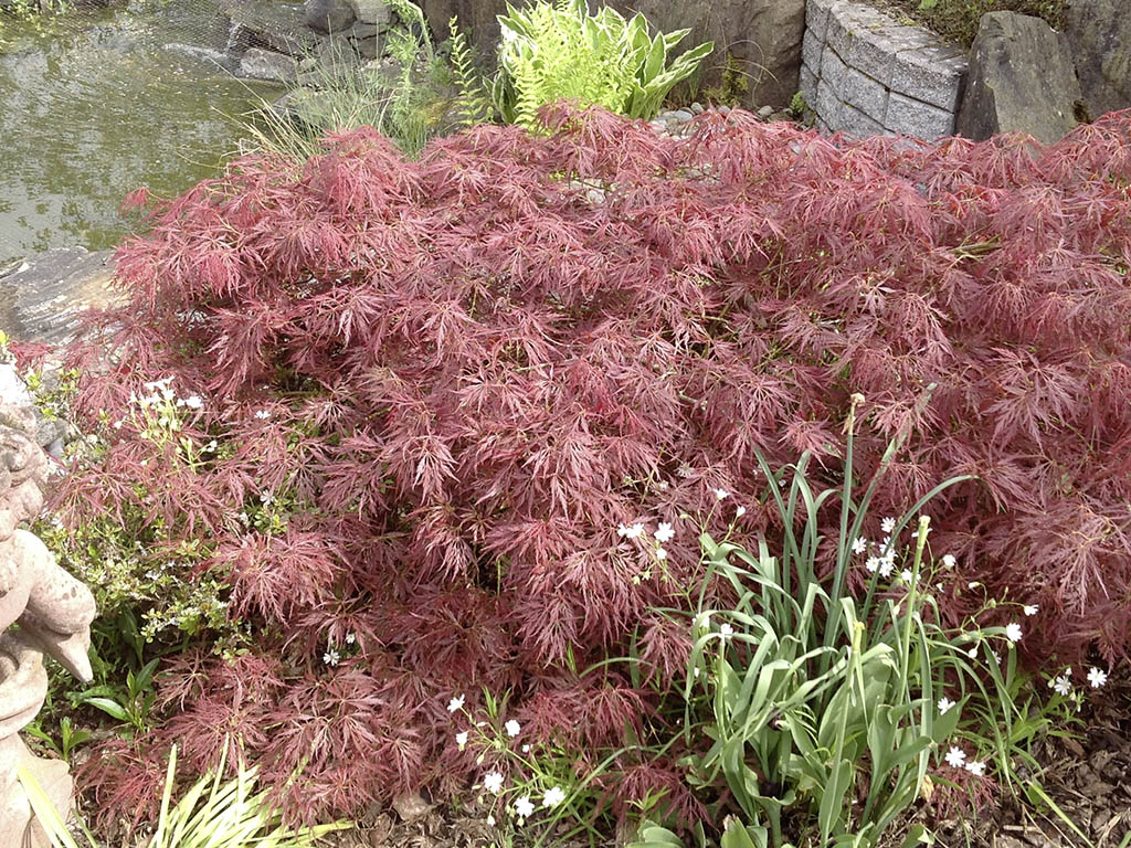 Japanischer roter Schlitzahorn 