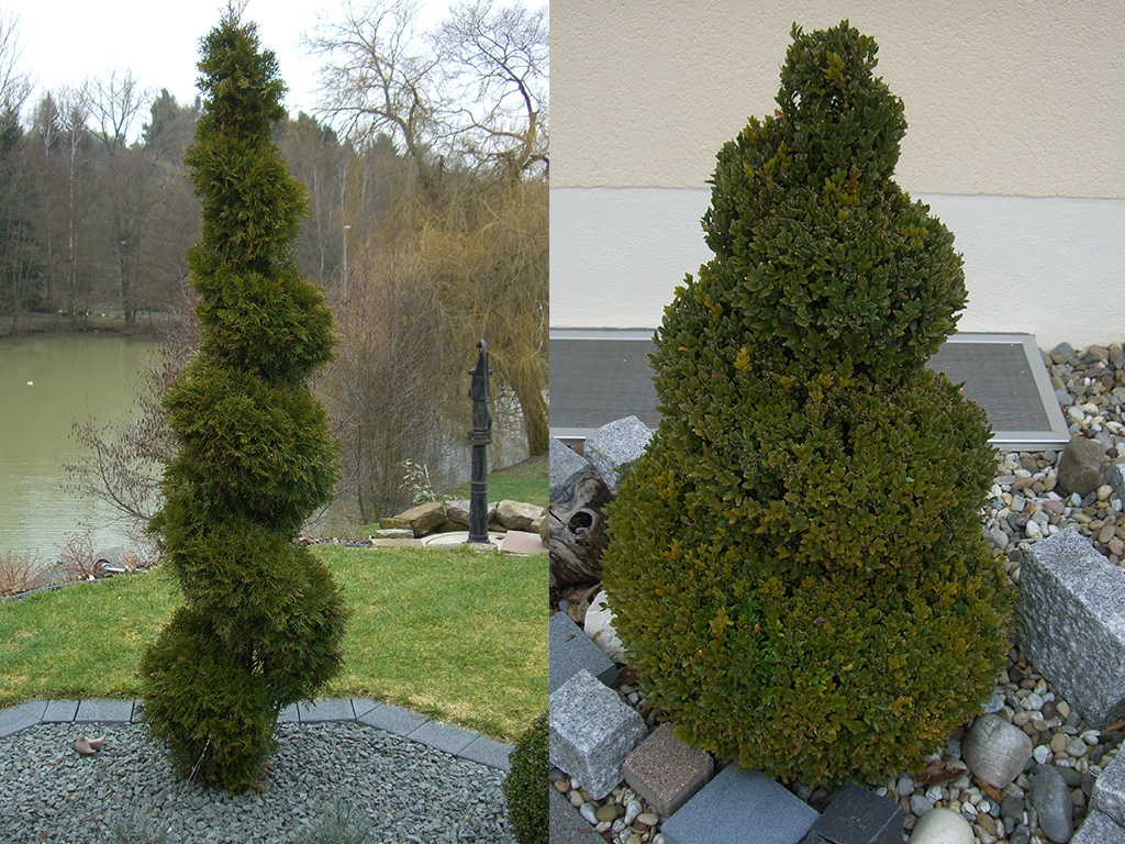 Thuja-Spirale und Buchs-Spirale