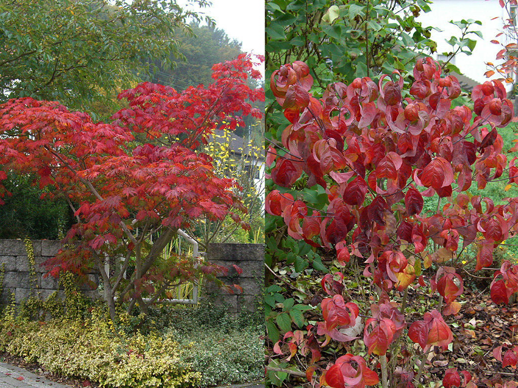 Rote Herbstfärbungen 