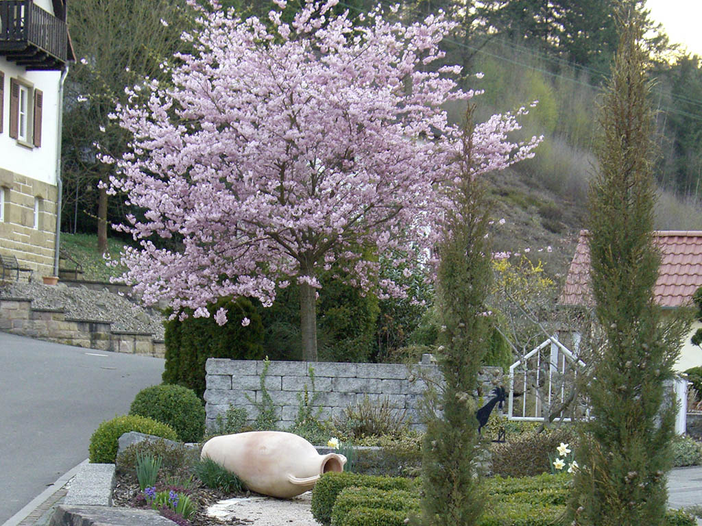 Zierkirsche in voller Blüte