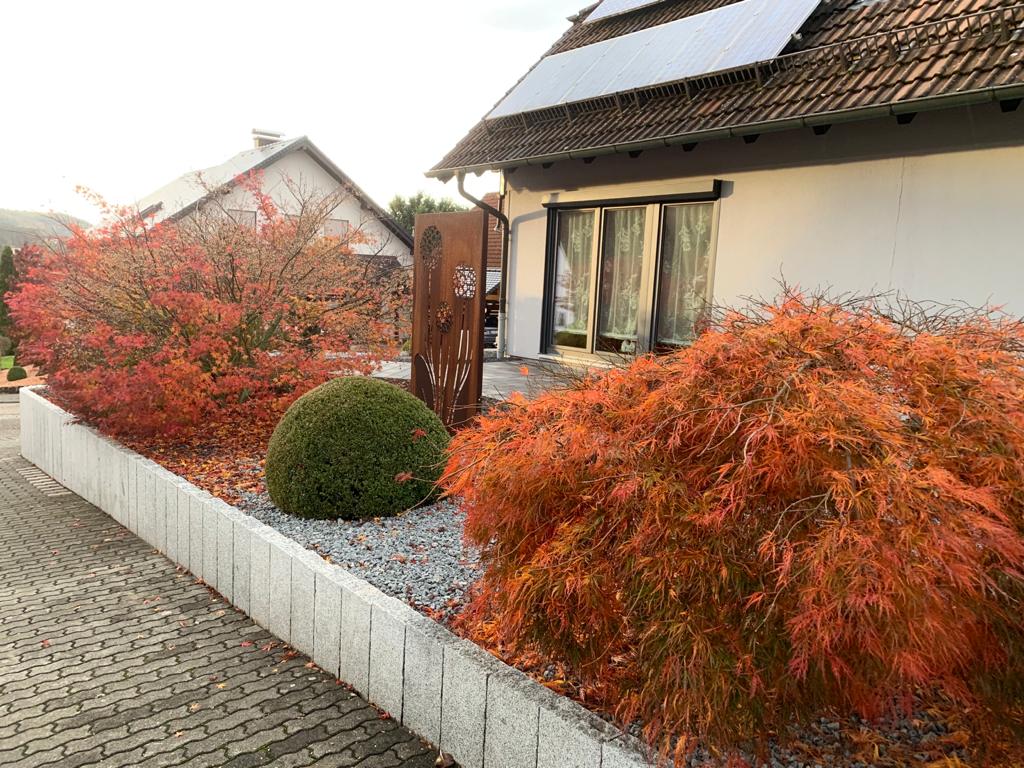 Japanischer Ahorn im Herbst