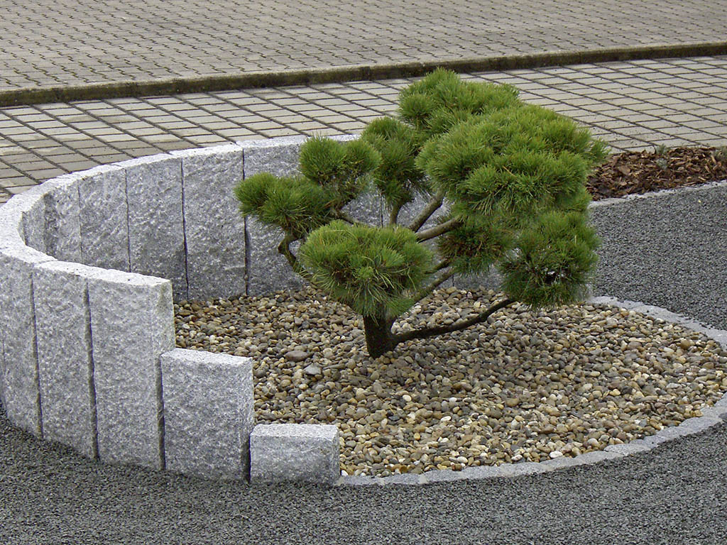 Kiefer Bonsai
