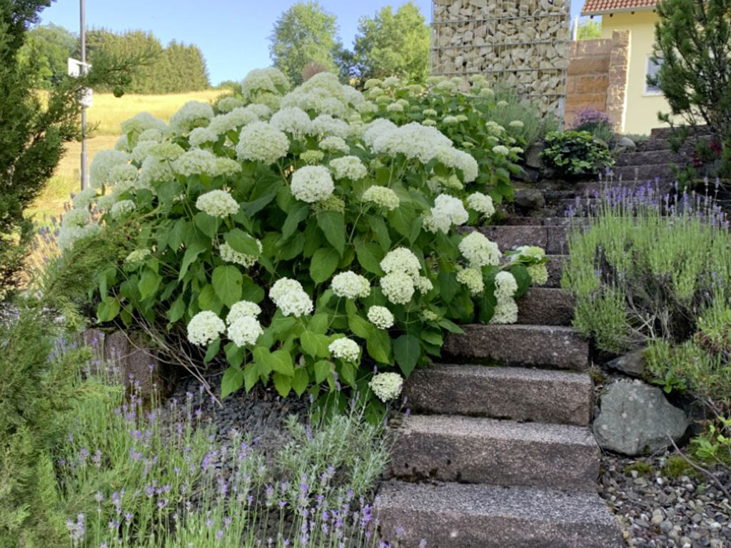 Hortensie und Lavendel 