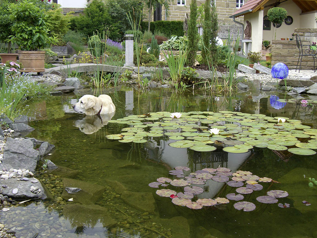 Teich mit Seerosen